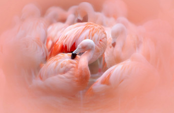 обоя животные, фламинго, розовые, птицы