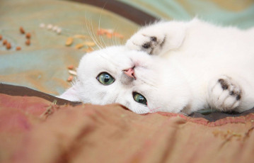 Картинка животные коты белый кот кошка