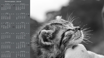 Картинка календари животные морда кошка