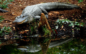 Картинка животные крокодилы вода отражение берег крокодил