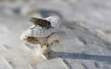 Картинка животные насекомые макро дерево гриб муха