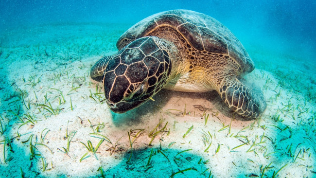 Обои картинки фото животные, Черепахи, вода, трава, песок, дно, морская, черепаха