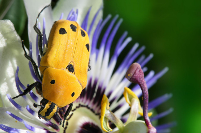 Обои картинки фото животные, насекомые, жук, желтый, цветок