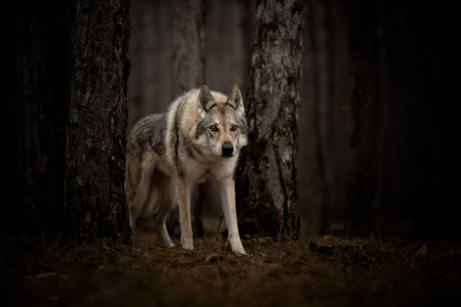 Обои картинки фото животные, волки,  койоты,  шакалы, пес