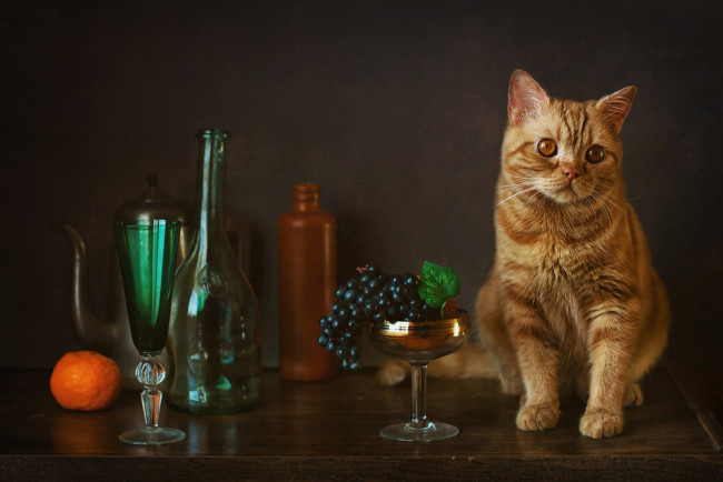 Обои картинки фото животные, коты, бокал, котейка, виноград, бутылки, рыжий, кот, мандарин