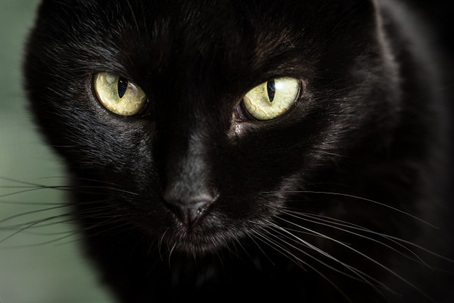 Обои картинки фото животные, коты, глаза, взгляд, мордочка, чёрная, кошка