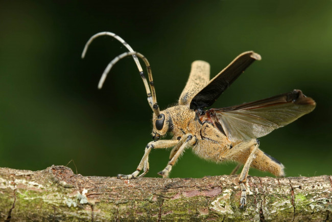 Обои картинки фото животные, насекомые, жук, усы, крылья, бревно