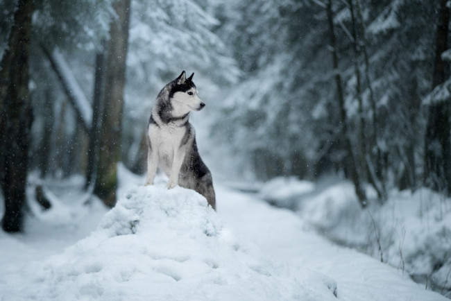 Обои картинки фото животные, собаки, depth, of, field, собака, хаски, зима, природа, лес