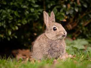 Картинка животные кролики +зайцы зайка