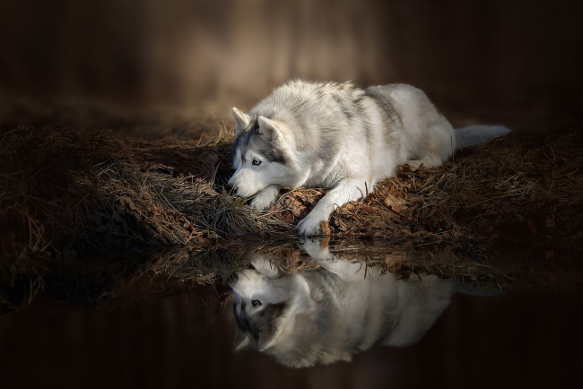 Обои картинки фото животные, собаки, природа, собака, отражение, вода, домашние