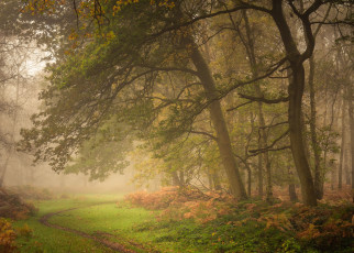 Картинка природа лес осень деревья англия утро тропинка