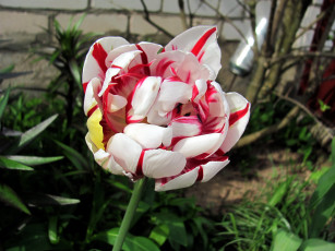 Картинка цветы тюльпаны пестрый тюльпан бутон