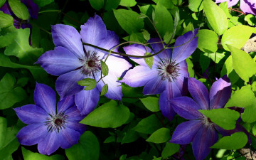 Картинка цветы клематис+ ломонос синий клематис
