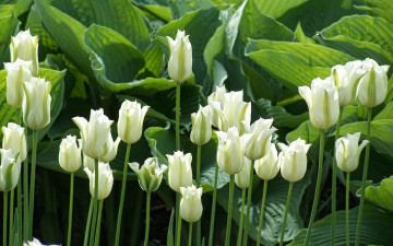 Картинка цветы тюльпаны белые бутоны