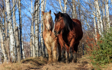 обоя животные, лошади, пара, лес