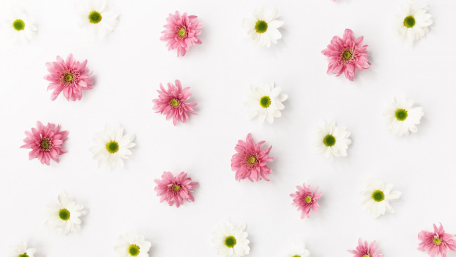 Обои картинки фото цветы, хризантемы, белые, розовые
