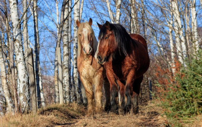 Обои картинки фото животные, лошади, пара, лес
