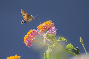 Картинка животные бабочки +мотыльки +моли бражник цветок