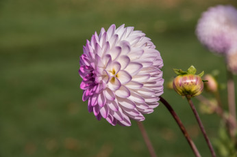 Картинка цветы георгины георгин фиолетовый бутон