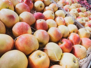 Картинка еда яблоки спелые урожай