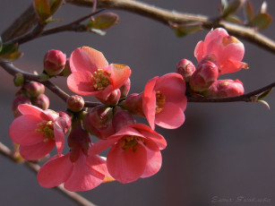 Картинка цветы айва