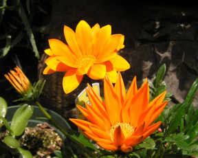 Картинка цветы газания