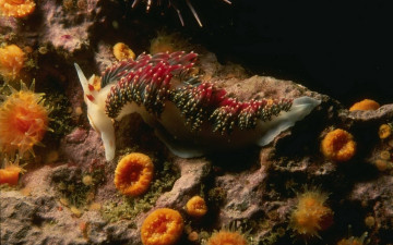 Картинка животные морская фауна морской конёк