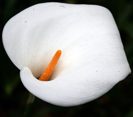 Картинка цветы каллы белый