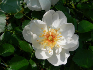 Картинка цветы шиповник rose