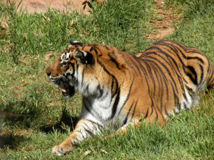 Картинка животные тигры хищник оскал