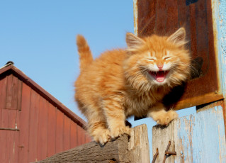 Картинка животные коты котёнок рижей