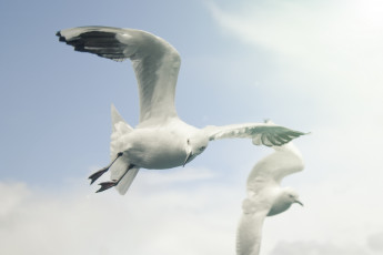Картинка животные Чайки бакланы крачки полет небо чайка
