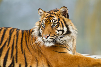 Картинка животные тигры полосатый лежит тигр