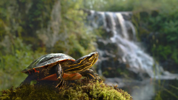 Картинка животные Черепахи украшенная черепаха painted turtle