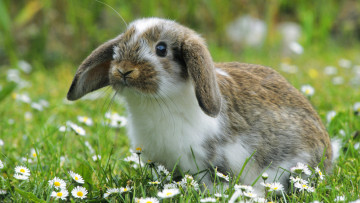 Картинка животные кролики зайцы цветы луг кролик ромашки