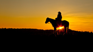 Картинка животные лошади лошадь закат