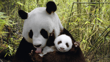 Картинка животные панды детёныш лес