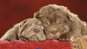 Картинка животные собаки щенки сон шарпей