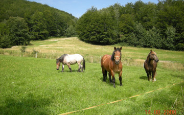 Картинка животные лошади пастбище трава