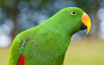 Картинка животные попугаи глаз