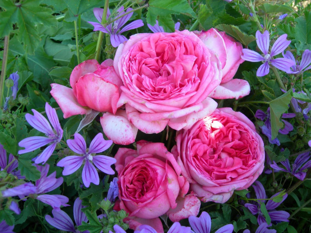 Обои картинки фото цветы, разные, вместе, rose