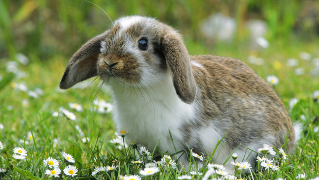 Обои картинки фото животные, кролики, зайцы, цветы, луг, кролик, ромашки