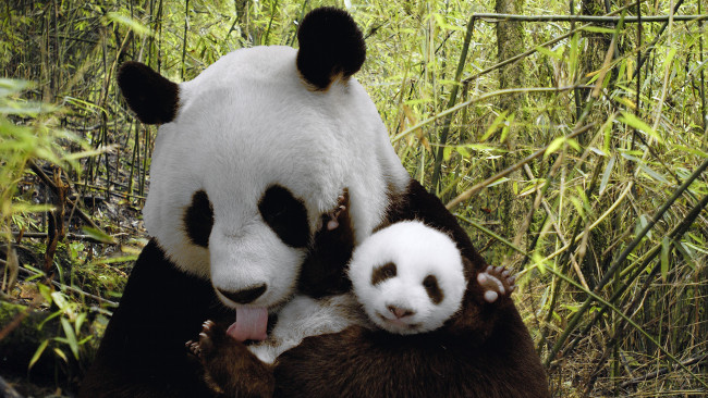 Обои картинки фото животные, панды, детёныш, лес