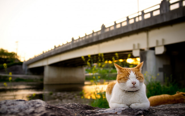 Обои картинки фото животные, коты, кошка, мост, закат