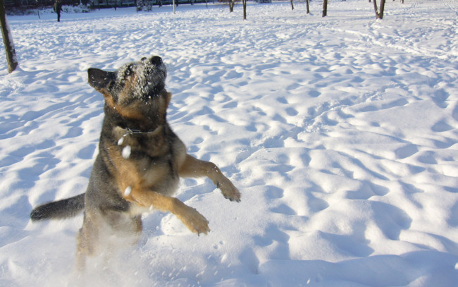 Обои картинки фото животные, собаки, снег, зима, прыжок