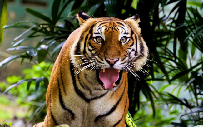 Обои картинки фото животные, тигры, удивленный, морда, индийский, тигр