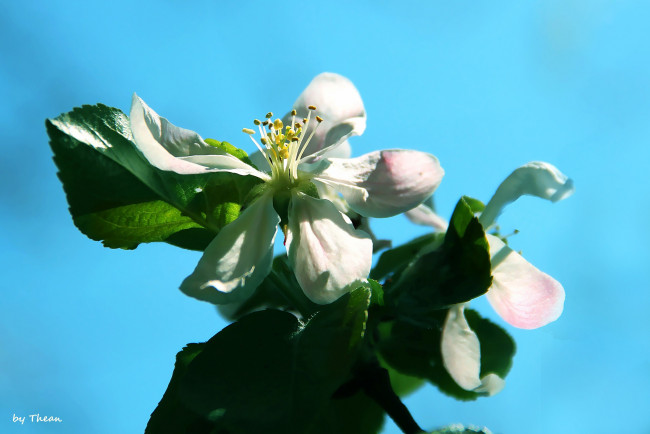 Обои картинки фото авторthean, цветы, цветущие, деревья, кустарники, лепестки, яблоня, весна