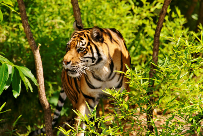 Обои картинки фото животные, тигры, индийский, тигр