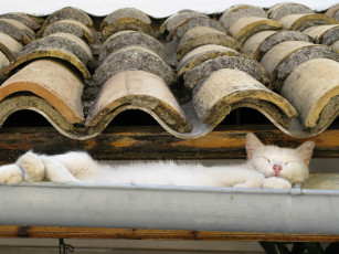 Картинка животные коты крыша белая кошка шифер водосток