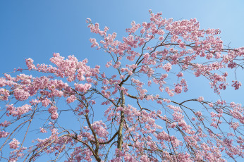Картинка цветы цветущие+деревья+ +кустарники весна ветки дерево